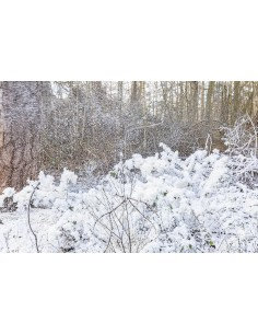 RADIO POR INTERNET CANZO CON SINTONIZADOR DAB+/FM NOGAL