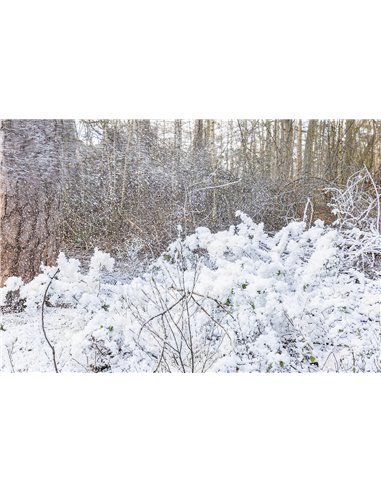 SNOW5000 MAQUINA DE NIEVE DE ALTO VOLUMEN