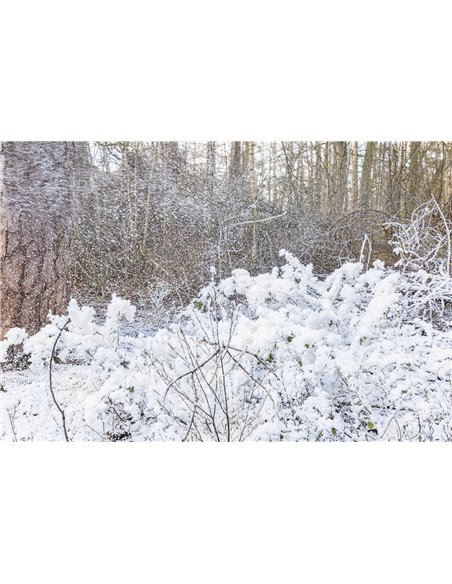 SNOW5000 MAQUINA DE NIEVE DE ALTO VOLUMEN