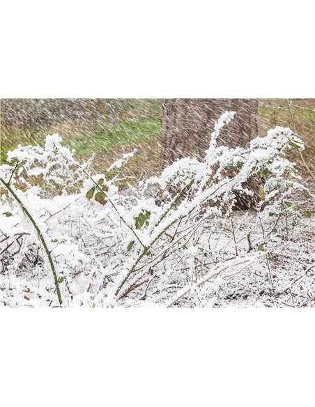 SNOW5000 MAQUINA DE NIEVE DE ALTO VOLUMEN