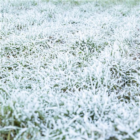 RAGE 1000 MAQUINA DE NIEVE CON MANDO A DISTANCIA